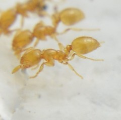 Solenopsis abdita