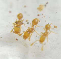 Solenopsis abdita