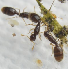 Solenopsis abdita