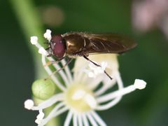 Platycheirus albimanus