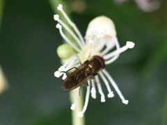 Platycheirus albimanus