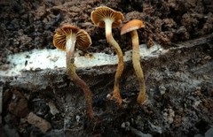 Xeromphalina cauticinalis pubescentipes