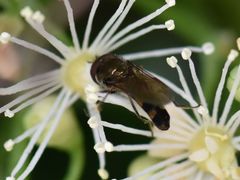 Platycheirus albimanus