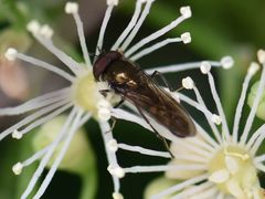 Platycheirus albimanus