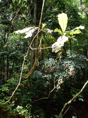 Campnosperma auriculatum