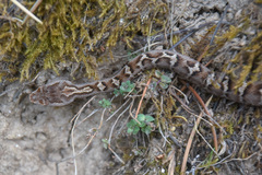 Gloydius himalayanus