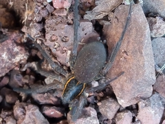 Aglaoctenus yacytata