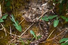 Gloydius himalayanus