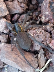 Aglaoctenus yacytata