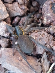 Aglaoctenus yacytata