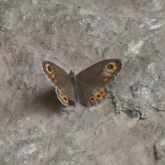 Lasiommata schakra