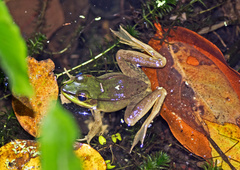 Lithobates vaillanti