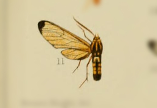 Isanthrene drucei