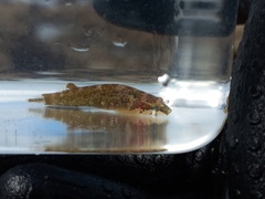 Apletodon