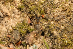 Andrena clarkella
