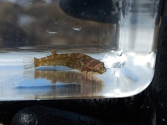 Apletodon