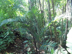 Bactris major