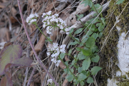 valeriána (Valeriana)