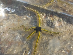 Ophiotrichidae