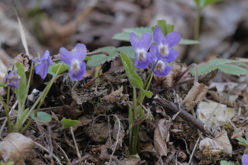 fialka kopcová (Viola collina)
