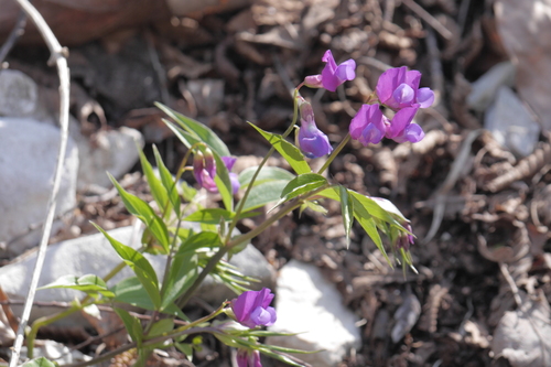 hrachor jarný (Lathyrus vernus)