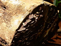 Earliella