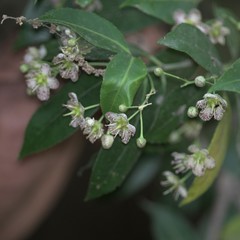 Euonymus tingens