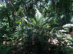 Bactris major