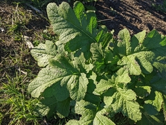 Rhamphospermum nigrum