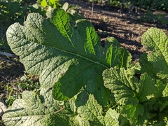 Rhamphospermum nigrum