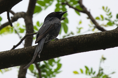 Dicrurus macrocercus thai