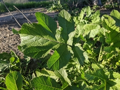 Rhamphospermum nigrum