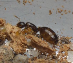 Solenopsis abdita