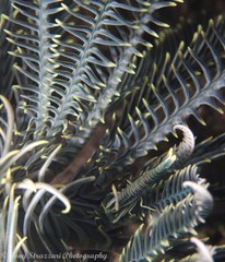 Laomenes amboinensis