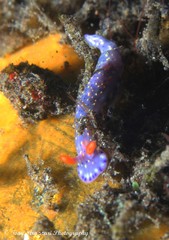 Hypselodoris kanga