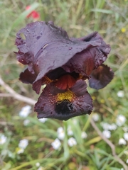 Iris atropurpurea