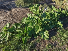 Rhamphospermum nigrum