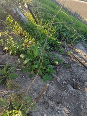 Rhamphospermum nigrum