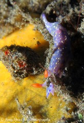 Hypselodoris kanga
