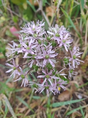 Allium tel-avivense
