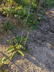 Rhamphospermum nigrum