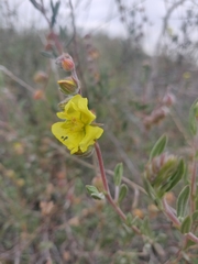 Helianthemum stipulatum