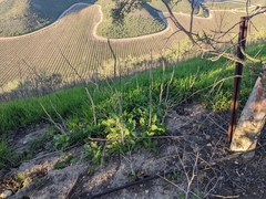 Rhamphospermum nigrum