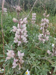 Lupinus palaestinus