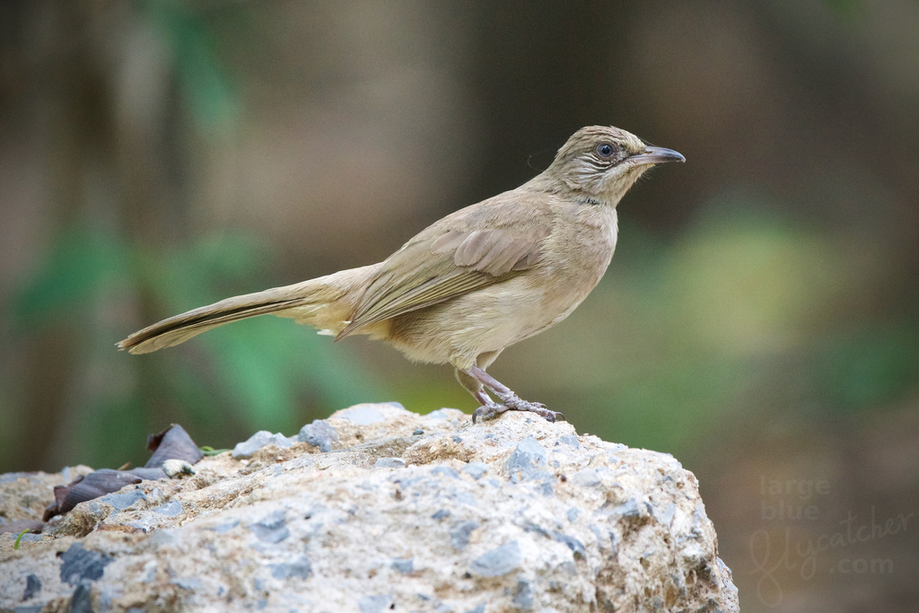 Streak-eared Bulbul photo