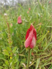 Tulipa agenensis