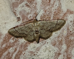 Idaea eremiata