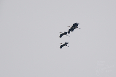 Mycteria leucocephala