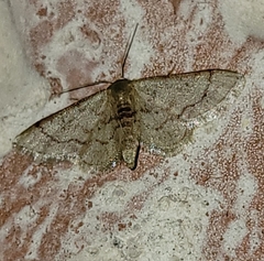 Idaea eremiata