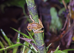 Smilisca phaeota